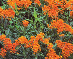 Shop our huge selection of flowering trees online with delivery right to your door. Fs1140 Incorporating Native Plants In Your Residential Landscape Rutgers Njaes