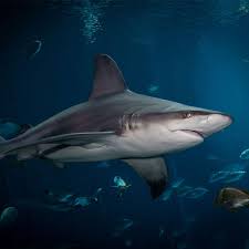 Image result for Shark