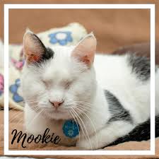 Mookie Monkeypaws