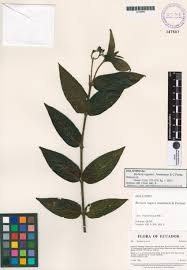 Image result for Bertiera