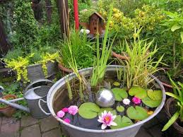 Zinkwanne Als Miniteich Mit Zwergseerosen Garten Wasser Im Garten Und Bepflanzung