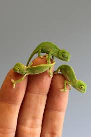 Chameleons are high maintenance pets. These Baby Chameleons Will Provide Your Daily Dose Of Squee Baby Chameleon Cute Baby Animals Cute Animals