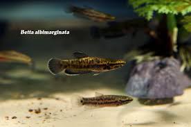 Betta Albimarginata Betta Tropical Fish Fish