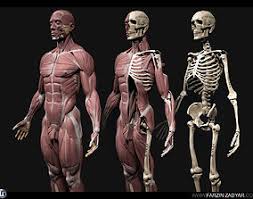 Every day new 3d models from all over the world. Bone 3d Models Cgtrader