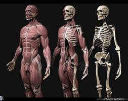The model is suitable for. Bone 3d Models Cgtrader