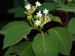 Image result for Guettarda