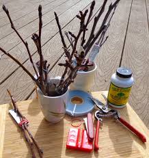 Résultat de recherche d'images pour "cleft grafting Peter"