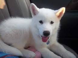 Will update more as we get to know him. Boji The Samoyed Husky Mix Puppy 8 Weeks Youtube