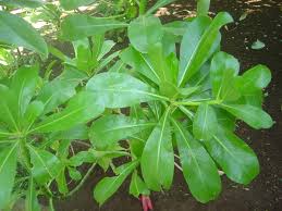 Image result for Goodeniaceae