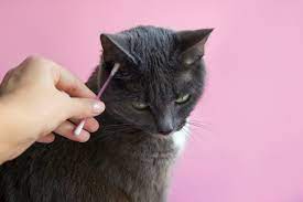 Olive oil for cats acts as an antioxidant that strengthens a feline's immune system because olives are high in vitamin e, polyphenols, and chlorophyll. Treating Cat With Ear Mites Thriftyfun