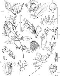 Image result for Isoglossa vulcanicola