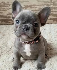 The french bulldog is a small sized domestic breed that was an outcome of crossing the ancestors of bulldog brought over from blue french bulldog. So Cute Newyork Streetstyles Blue French Bulldog Puppies French Bulldog Puppies Cute Dogs