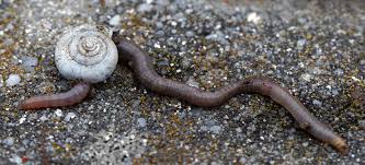 In der wohnung gibt es drei attraktive zimmer. Wurm Mit Wohnung Foto Bild Spezial Makro Natur Bilder Auf Fotocommunity