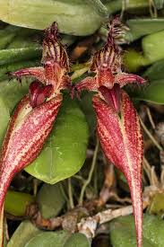 Image result for Bulbophyllum fuscum