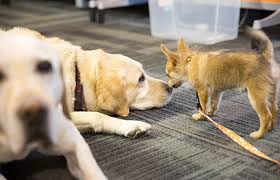 Give them positive reinforcement through calm verbal affirmations. How To Introduce Dogs Best Friends Animal Society