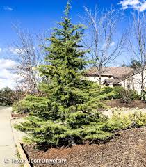 Cedrus atlantica, the atlas cedar, is a species of tree in the pine family pinaceae, native to the atlas mountains of morocco (middle atlas, high atlas), to the rif, and to the tell atlas in algeria. Atlas Cedar Plant Resources Home Ttu