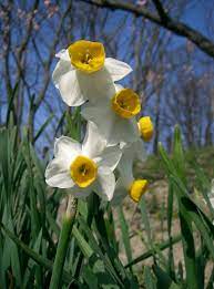 Narcissus Tazetta By Kenpei Narcissus Plant Plants Spring Perennials
