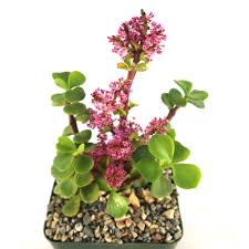 Image result for Polycarpaea prostratum