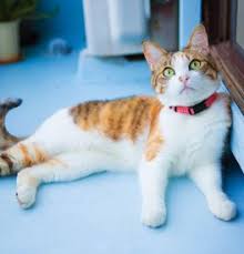 Click above to see our new babies! Calico Kittens For Sale Adoptapet Com