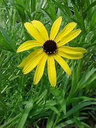 Learn vocabulary, terms and more with flashcards, games and other study tools. Perennials For Season Long Bloom