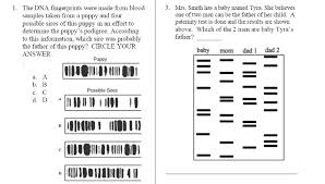 Dna fingerprinting worksheets is an awesome teaching tool that helps you to learn this valuable lesson. Solved This Question Was Created From Dna Fingerprinting Worksheet Pdf Course Hero