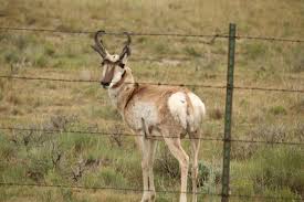 Antelope Can Jump Higher Than A House. : R/Funny
