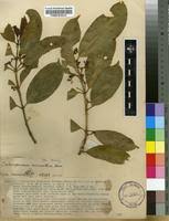 Image result for Craterispermum