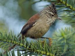 Image result for Habenaria tenuispica