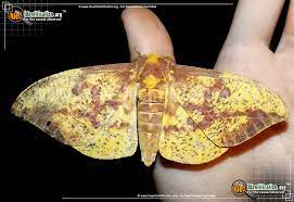 The prodigious appetites of imperial moth caterpillars ensure that larvae acquire sufficient nutrients to sustain them both in their youth and also as adults. Imperial Moth Eacles Imperialis