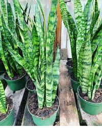 Image result for Sansevieria