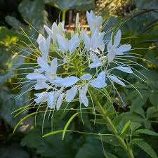 Image result for Cleome