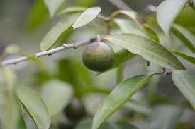 Image result for Shirakiopsis