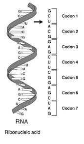 genetic code wikipedia