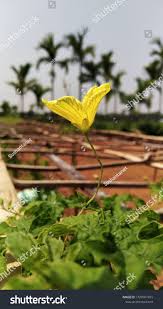 Image result for Momordica repens