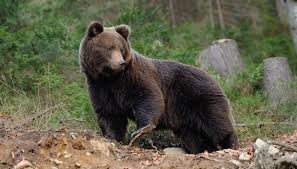 Trentino, la morte dell'orsa F43 è un caso: cosa è successo