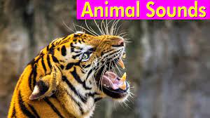 20 Wild Animals Animal Sounds For Kids To Learn Youtube