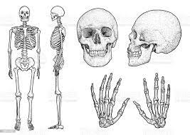 Human Skeleton Collection Illustration Drawing Engraving Ink Line Art  Vector Stock Illustration - Download Image Now - Istock