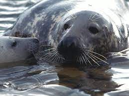 Sie sind amphibisch, also perfekt an ein leben. Kegelrobben Hintergrund Inhalt Lebensraume Nordsee Wissenspool