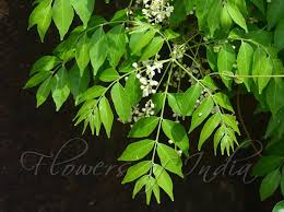 Image result for Clausena anisata