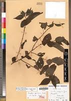 Image result for Pouzolzia guineensis