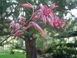 Image result for Sapindaceae