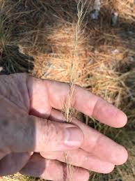 Image result for Aristida congesta