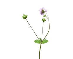 Image result for Boerhavia erecta