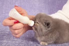 A heating pad or a hot water bottle wrapped in a towel works well. Ask Einstein How Do You Bottle Feed An Orphan Kitten Catster