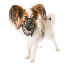 Papillon dog breed information, pictures, care, temperament, health, puppies, breed history. Papillon Dog And Muzzle Stock Photo C Cynoclub 8308103 Stockfresh