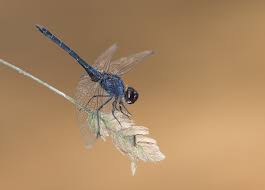 Image result for Indigofera tanganyikensis