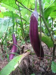 Exploring Vegetables Ichiban Eggplant Our Twenty Minute Kitchen Gardenour Twenty Minute Kitchen Garden