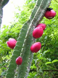 Image result for Cereus jamacaru