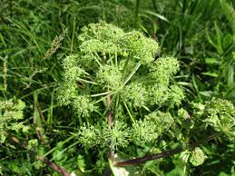 Image result for Physotrichia atropurpurea