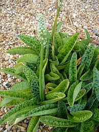 Image result for Ledebouria macowanii